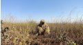 Маскировочный халат Taganrog Друид – купить по цене 3500 руб. в интернет-магазине в городе Краснодар картинка 17